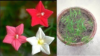How To Grow Cypress Vine From Seeds / Star Glory/Humming Bird/Ipomoea quamoclit - P1