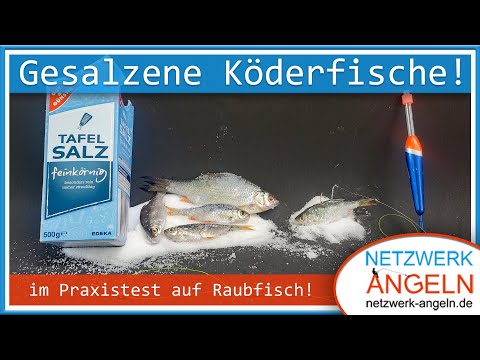 Eingesalzene Köderfische im Praxistest auf Raubfisch!