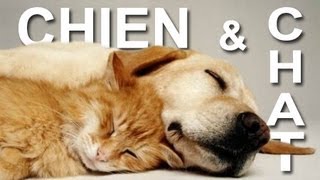 041 CHIEN ET CHAT