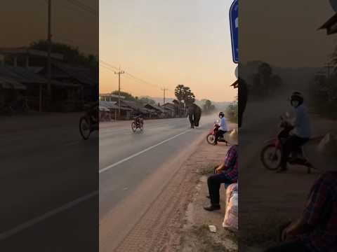นาทีช้างตกมันวิ่งเร็วมากกกก 😮🐘‼️ #shortvideo #elephant #animallife #viral #animals