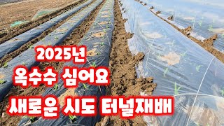옥수수 심는시기 심는방법 중 터널재배 방식 충북 괴산 미흑찰 옥수수 [옥수수재배방법]
