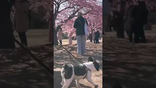代々木公園で桜とワンコ🌸🐶🌸#shorts