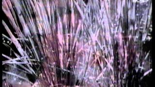 Aphex Twin & Stakker - Westworld (1995)