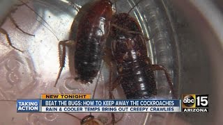 Beat the bugs: How to keep away cockroaches