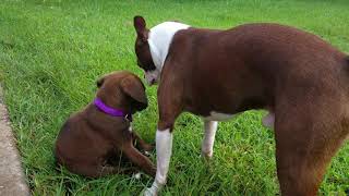 Roxy A (Bullador) Pup Watch Grow Over 10 Months