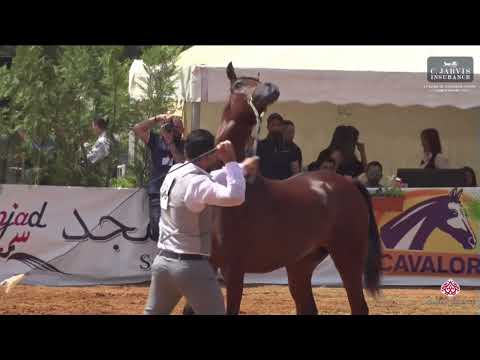 N 38 AS CAEZAR   Lebanese Arabian Horse Championship 2023   Colts 2 Years Old Class 6