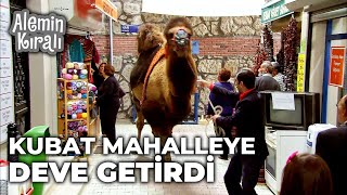 Kubat mahalleye deve getirdi! - Alemin Kıralı 8. Bölüm