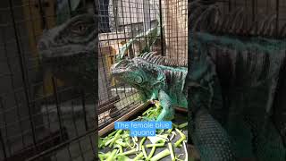 Download lagu Blue iguana ⁉️ 😱 #Shorts #Iguana #Reptiles #Pets #Exoticpets #Lizard #viral mp3