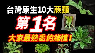 台灣原生10大蕨類排行榜，第1名是大家最熟悉的綠植！