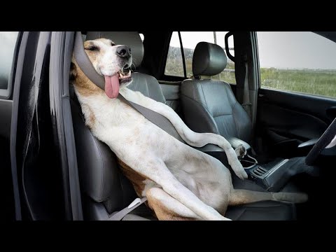 When You Need a Gentle Great Dane But Get a Total Goofball 🤣 Funny Dog Videos 2025