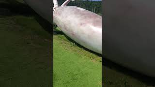 石川に大きいイカがいた