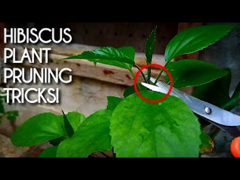 How to Prune a Hibiscus Plant For More Growth & Blooming? - Hibiscus Plant Pruning GUIDE...