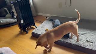 Video preview image #1 Dorgi Puppy For Sale in Arlington, WA, USA