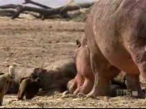, title : '¿Un hipopótamo carnívoro?(A hippopotamus carnivore?)'