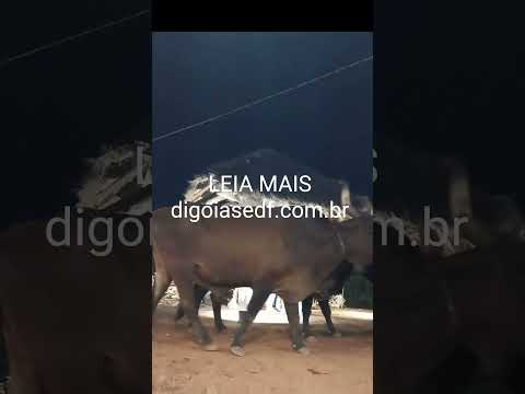 Feira da Moagem em Formosa #formosagoias
