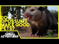 Do OPOSSUMS Make Good PETS