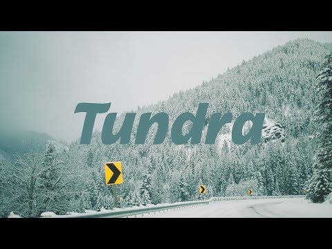 Nevaeh x Rayless Tundra