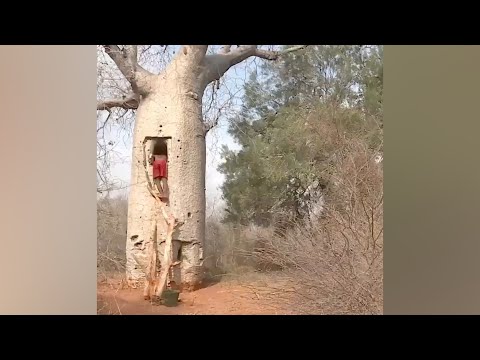 Baobabs als Wasserreservoirs in Ampotaka, Madagaskar