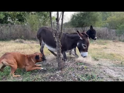 Bucurii la tara-Sezonul 2 Episodul 5- Măgărușul Negan.