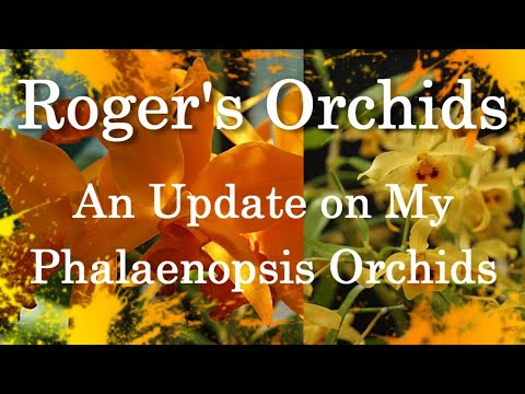 An Update on My Phalaenopsis Orchids