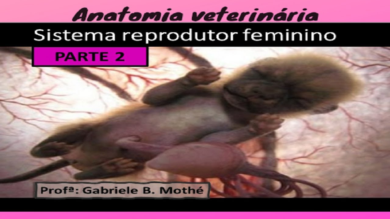 SISTEMA REPRODUTOR FEMININO - parte 2 (Anatomia veterinária)