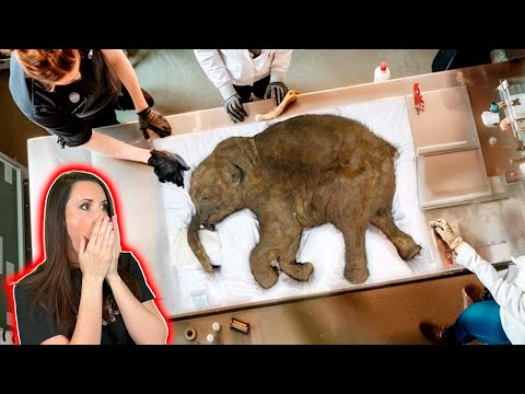 New Technology Can REVIVE The Woolly Mammoth From EXTINCTION!