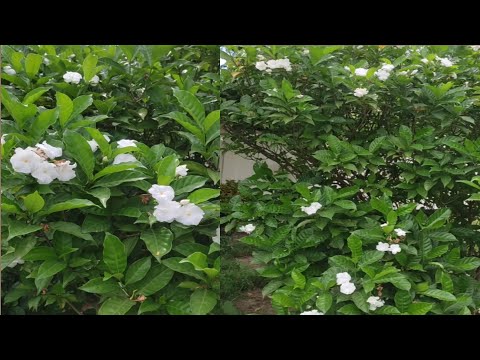Natural Beauty - White Flower