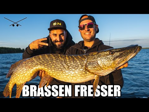 Die Brassen Fresser! Dicke Barsche & Hechte mit Fishtique