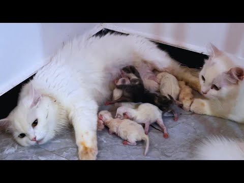Chinchu Giving Birth to 6 Kittens