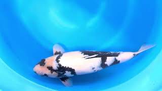 video van Shiro Utsuri 2406005