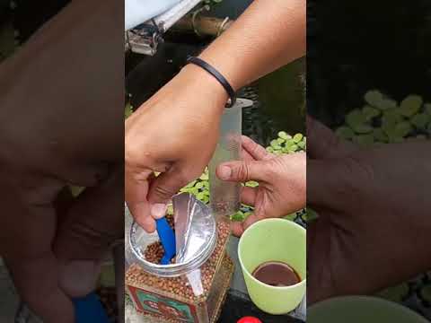 Convert floating pellets to singking pellets and why you should