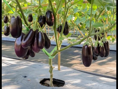 , title : 'How to Grow of Brinjal at home | How to Grow of Eggplant at home'