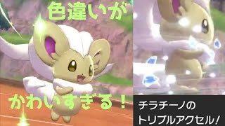 [ポケモン剣盾]色違いのチラチーノが可愛すぎて金メダル級！