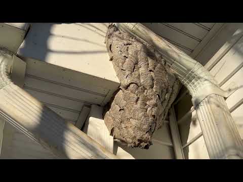 Found a Gigantic Bald-Faced Hornets Nest on the Downspout in Bernardsville, NJ