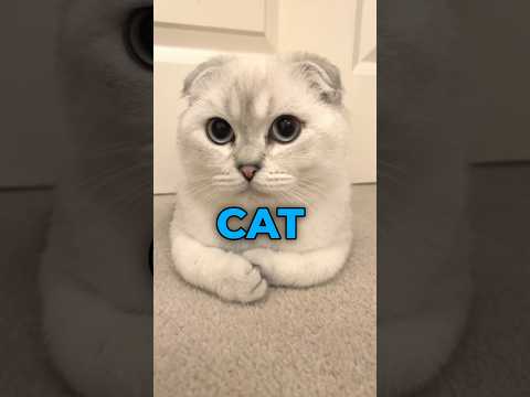 The 3 Best Cat Breeds For families #abyssiniancat #siamesecats #ragdolls