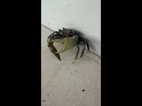 Dog confronts blade-wielding crab in Florida backyard