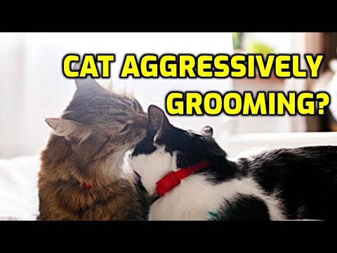 Why Do My Cats Groom Each Other Then Fight?