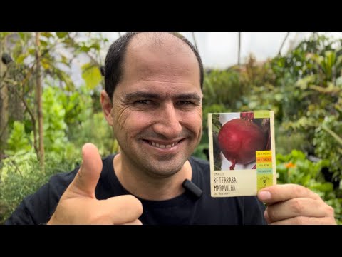 HOW TO PLANT WONDERFUL BEETROOT