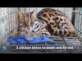 Cat Bites Chicken To Death