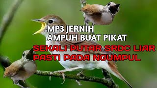 Download lagu suara pikat srdc paling ampuh||buktikan sendiri mp3 Download lagu suara pikat srdc paling ampuh||buktikan sendiri mp3