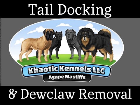Agape Mastiffs