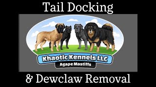 Puppy Tail Docking and Dewclaw removal