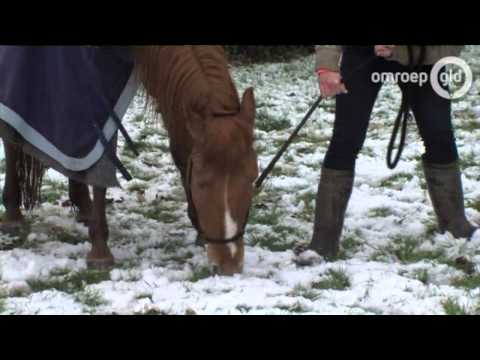 Nieuws 13.00 uur  6 februari 2013