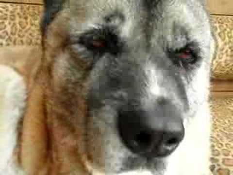 anubis the akita part 6