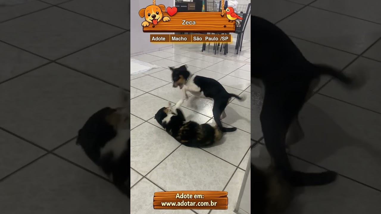Cachorro raça SRD-ViraLata idade 2 a 6 meses nome Zeca
