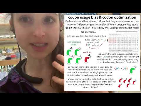Codon Optimization & Codon Usage Bias