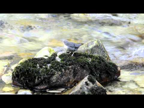 MIRLO ACUÁTICO (Cinclus cinclus)