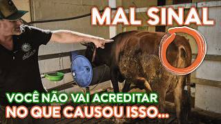 Gado intoxicado por NITRITO: causa, sintomas e tratamento