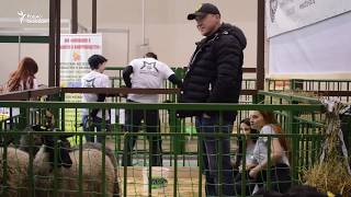 Веганы против животноводов