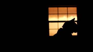 1 Hour Chill Ambient Mix by worriedaboutsatan (feat. a cat)